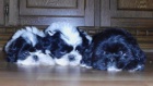 krsn tntka shih tzu