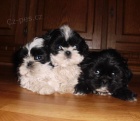 krsn tntka shih tzu