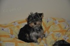 Jork��rsk� teri�r/Yorkshire terrier - fenka