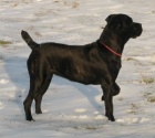 Cane corso tata s PP