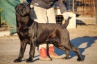 Cane corso tata s PP