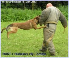 KRYT - Belgick ovk Malinois s PP