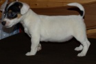 jack russel  terier