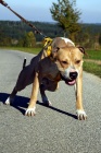 Nabzm ke kryt tyletho psa APBT/ Pitbull