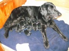 Zadme tntka Flat Coated Retriever