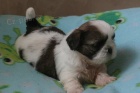 SHIH TZU ttka