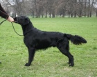 Flat coated retriever - pejsci s PP