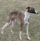 vipet-whippet