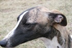 vipet-whippet