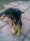 kryt ps