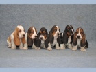 Bassethoud