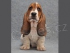 Bassethoud