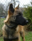 Belgick ovk malinois  tn s PP