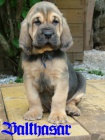 Bloodhound tata prodej