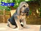 Bloodhound tata prodej