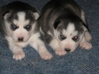 Sibisk husky-