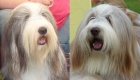 Bearded collie