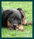 teniatko beaucerona s PP