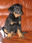 teniatko beaucerona s PP