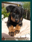 teniatko beaucerona s PP