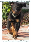 teniatko beaucerona s PP