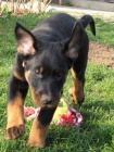 teniatko beaucerona s PP