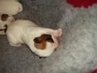 Jack Russell Terrier ttka