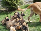 Malinois