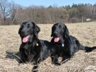 Flat Coated Retriever-ttka