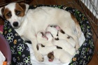 Jack Russell terier