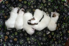 Jack Russell terier