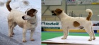 Jack Russell terier