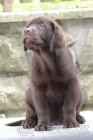 Labradorsk retriever-okoldov tntka  s PP