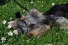 Jork��rsk� teri�r/Yorkshire terrier fenka