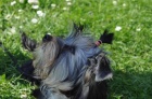 Jork��rsk� teri�r/Yorkshire terrier fenka
