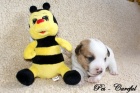 Jack Russell terier s PP - oba rodie hladkosrst