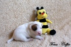 Jack Russell terier s PP - oba rodie hladkosrst
