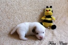 Jack Russell terier s PP - oba rodie hladkosrst