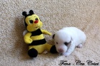 Jack Russell terier s PP - oba rodie hladkosrst