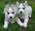 Sibisk husky-