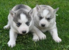 Sibisk husky-