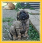 Leonberger - ttka s PP