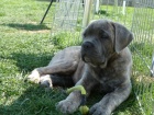 Cane corso tnata s PP