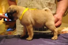 Mops