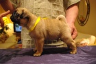 Mops