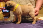 Mops