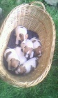 Prodm krsn ttka jack russell terira