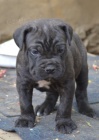 Cane corso tata s PP