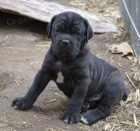 Cane corso tata s PP