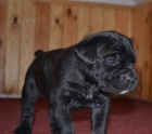 Cane corso tata s PP